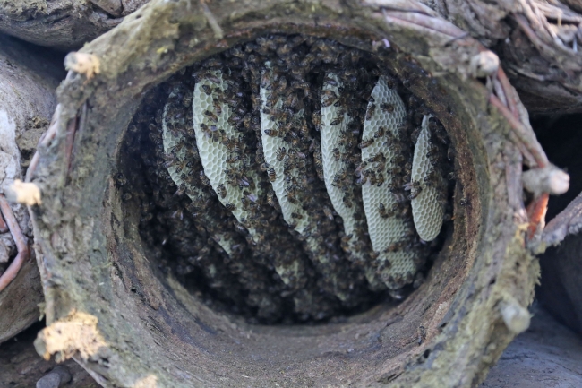 Bal arılarına serenat: Arım balağım peteğim! 5