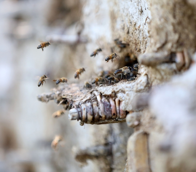 Bal arılarına serenat: Arım balağım peteğim! 6