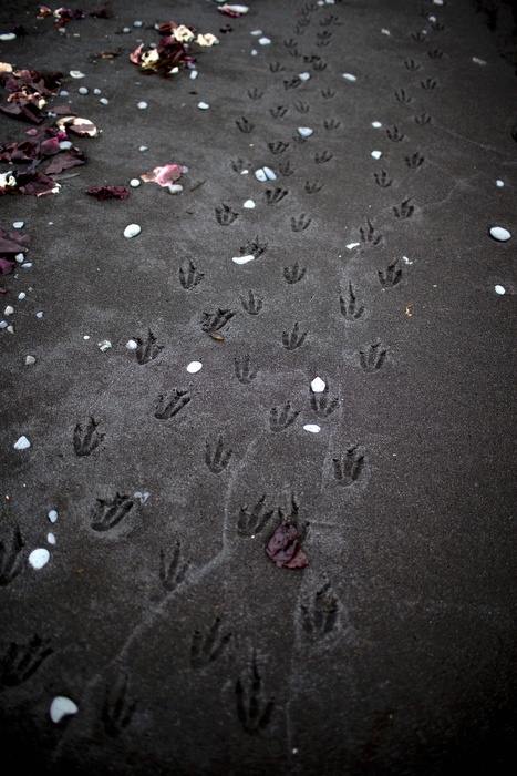 Antarktika hakkında bilmediğiniz 10 şey 14