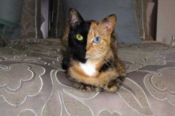 Photoshop değil ama gerçek 29