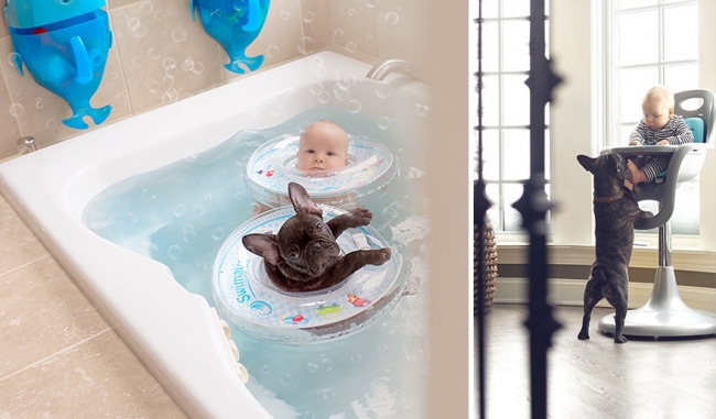 Fransız Bulldog ve bebeğin muhteşem dostluğu 2