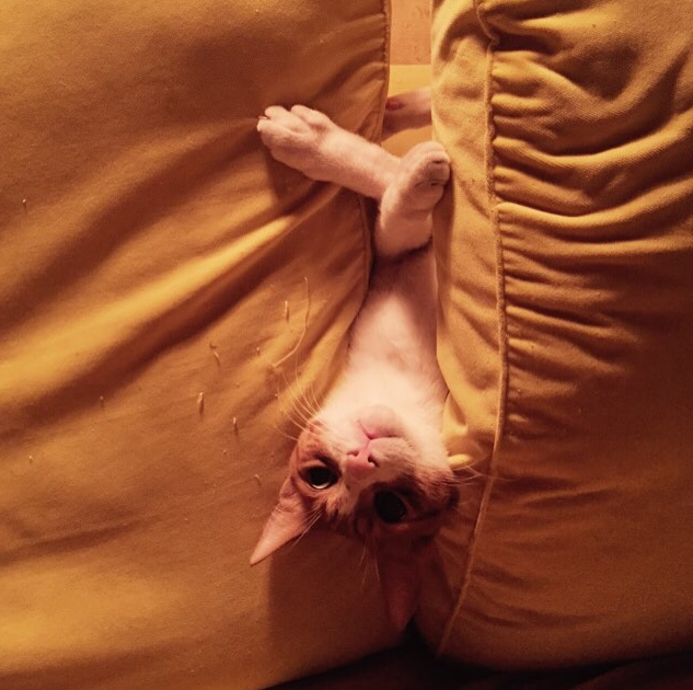 Instagram'da ünlüler: Karavanda tatil 20