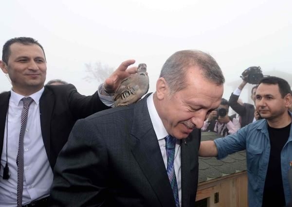 Erdoğan'ın başına keklik kondu! 4