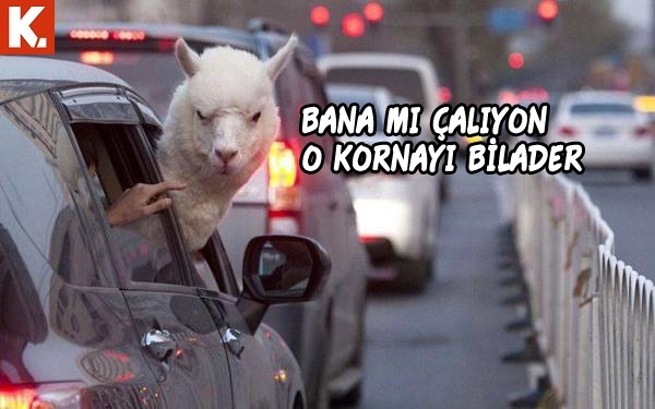 Hayvanların duygularına tercüman capsler 3