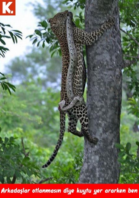 Hayvanların duygularına tercüman capsler 13