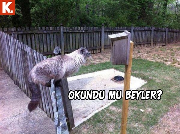 Hayvanların duygularına tercüman capsler 14