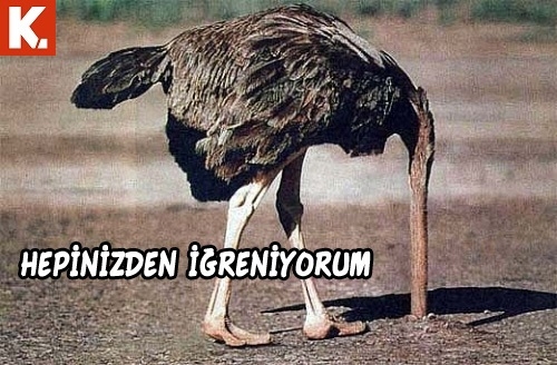 Hayvanların duygularına tercüman capsler 25