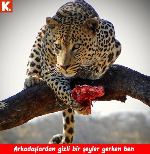 Hayvanların duygularına tercüman capsler 1