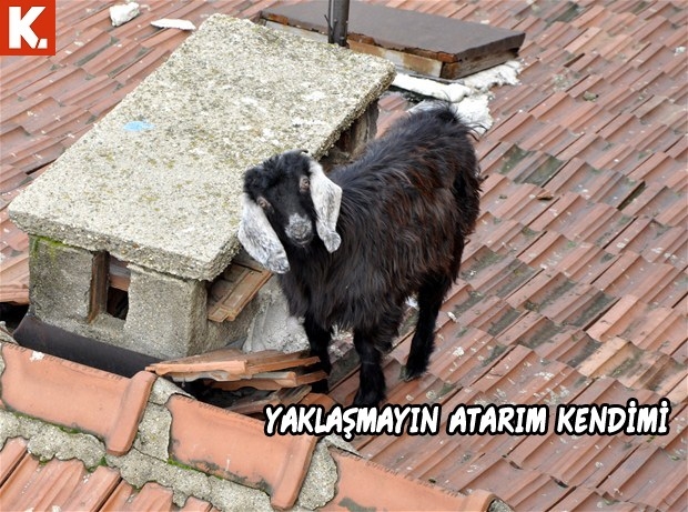 Hayvanların duygularına tercüman capsler 2