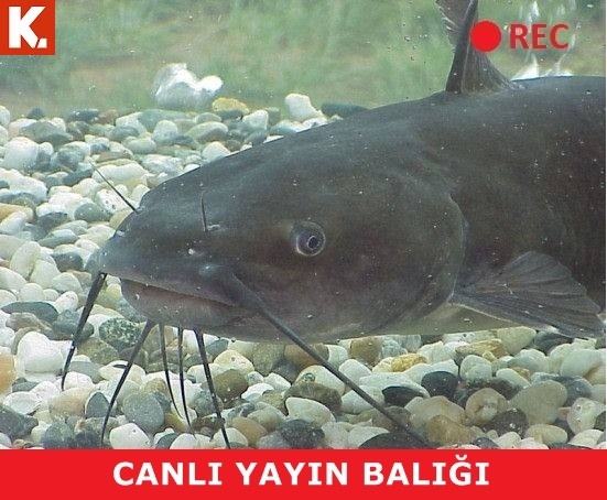 Birbirinden komik capsler 6