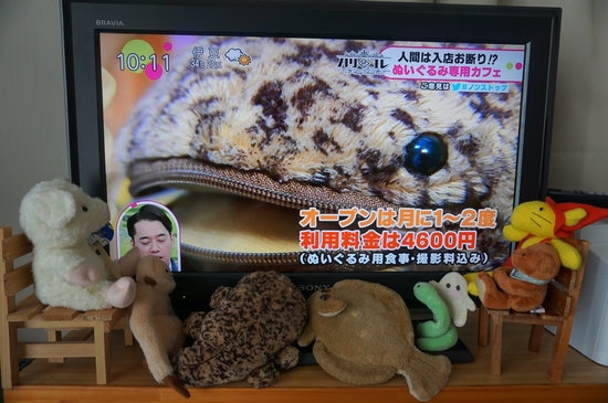 Oyuncak hayvanlar için kafe açtılar 9