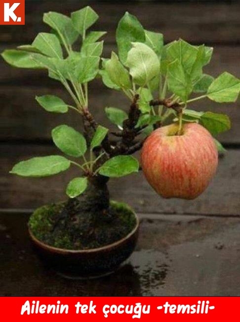 Patronla arası bozuk olanlar için capsler 16