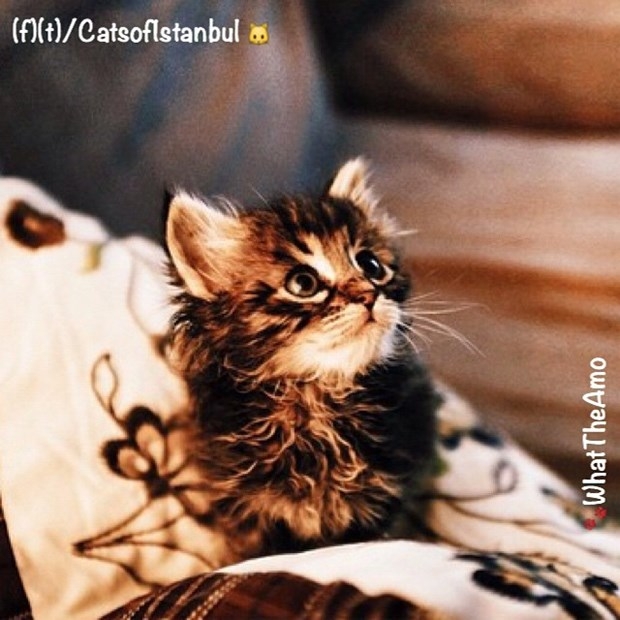 İstanbul'un kedileri ABD'de de ünlü oldu 1