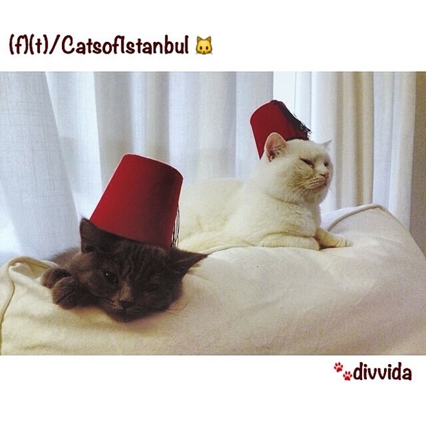 İstanbul'un kedileri ABD'de de ünlü oldu 4