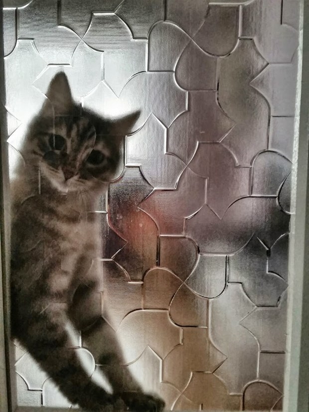 İstanbul'un kedileri ABD'de de ünlü oldu 5