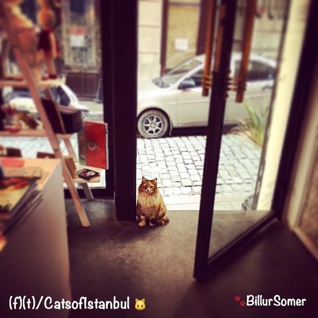İstanbul'un kedileri ABD'de de ünlü oldu 6