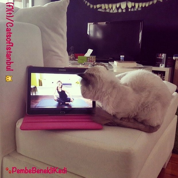 İstanbul'un kedileri ABD'de de ünlü oldu 7