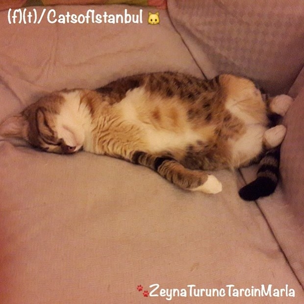 İstanbul'un kedileri ABD'de de ünlü oldu 8