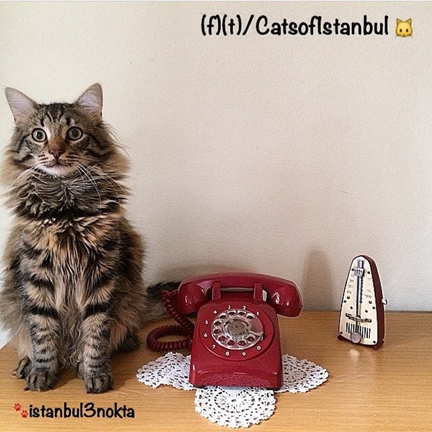 İstanbul'un kedileri ABD'de de ünlü oldu 9