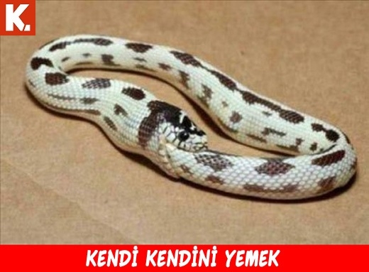 Sıcak havayı serinleten soğuk capsler 21