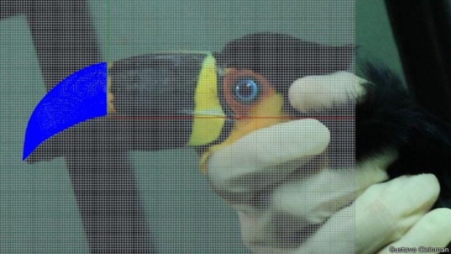 Papağana 3D yazıcıyla gaga yaptılar 3