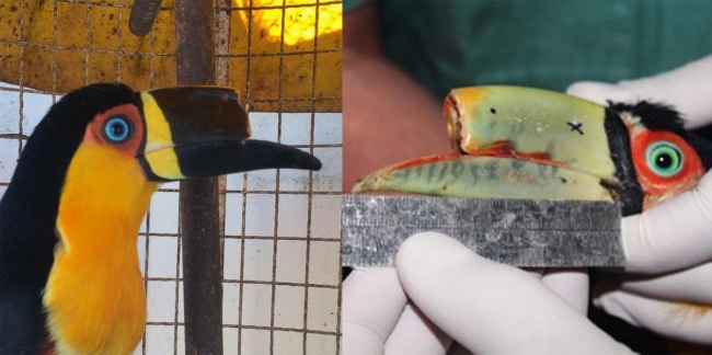 Papağana 3D yazıcıyla gaga yaptılar 2