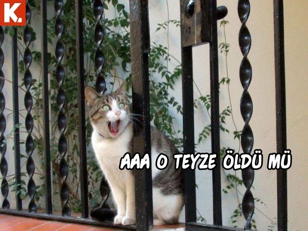 Bu hayvanlar ne konuşuyor? 3