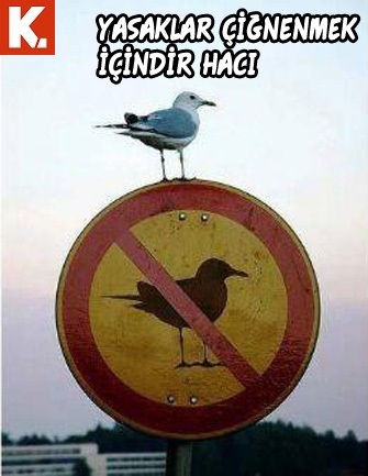 Bu hayvanlar ne konuşuyor? 5