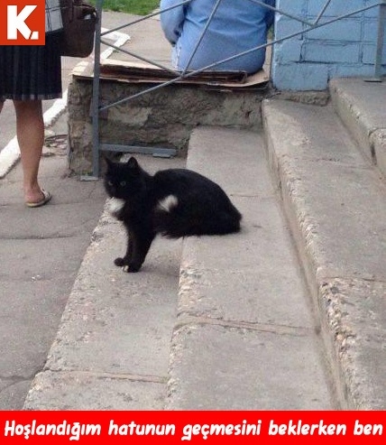 Bu hayvanlar ne konuşuyor? 7