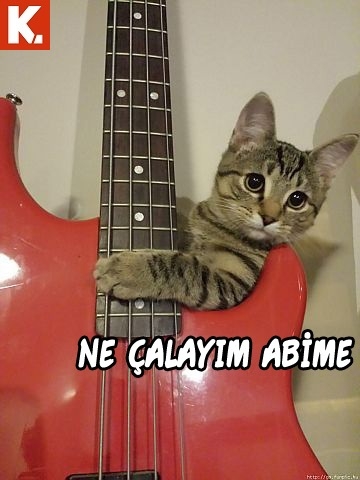 Bu hayvanlar ne konuşuyor? 8