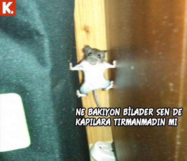 Bu hayvanlar ne konuşuyor? 11
