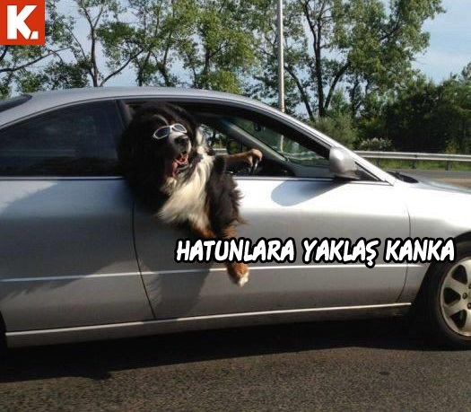 Bu hayvanlar ne konuşuyor? 12