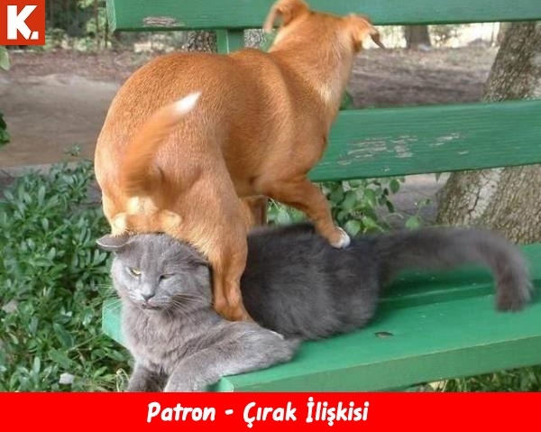 Bu hayvanlar ne konuşuyor? 13