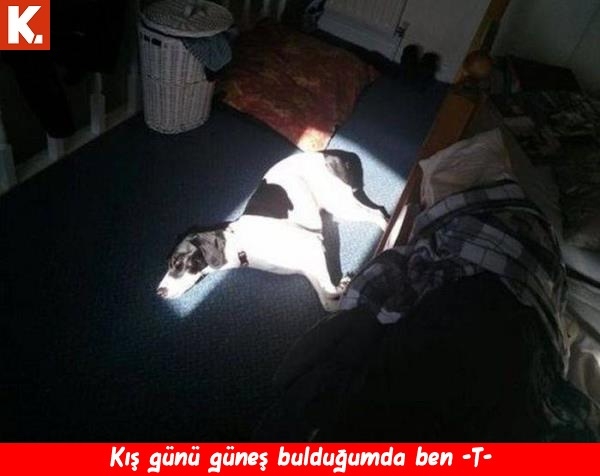 Bu hayvanlar ne konuşuyor? 14