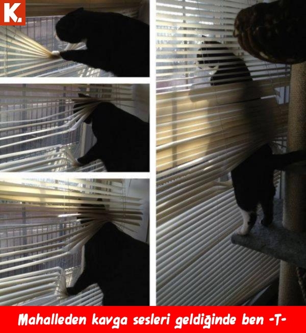 Bu hayvanlar ne konuşuyor? 15