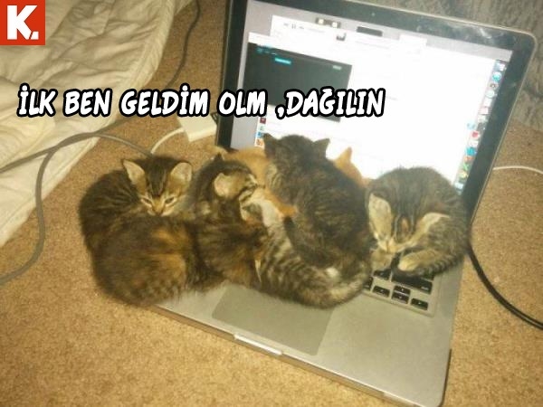 Bu hayvanlar ne konuşuyor? 16