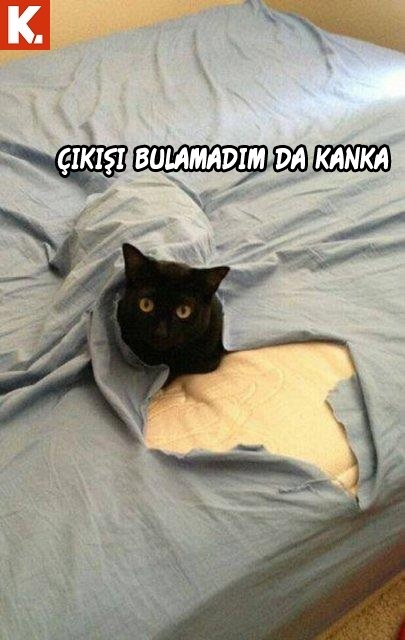 Bu hayvanlar ne konuşuyor? 17