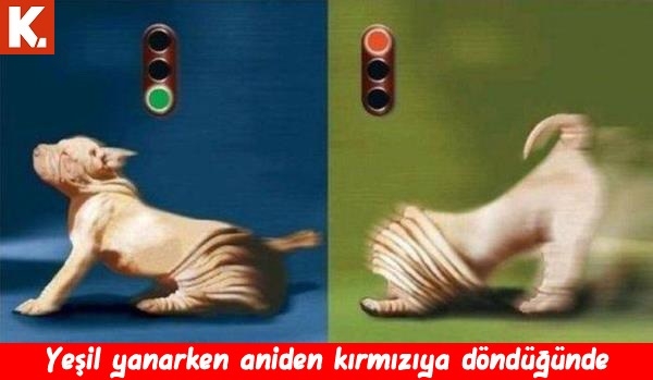 Bu hayvanlar ne konuşuyor? 18