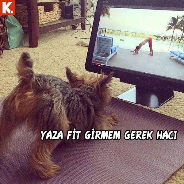 Bu hayvanlar ne konuşuyor? 19