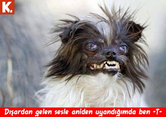 Bu hayvanlar ne konuşuyor? 21