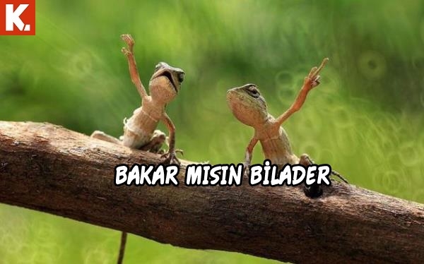 Bu hayvanlar ne konuşuyor? 22