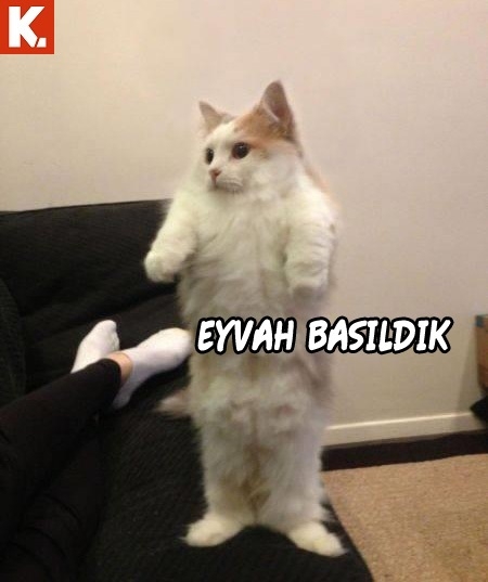 Bu hayvanlar ne konuşuyor? 23