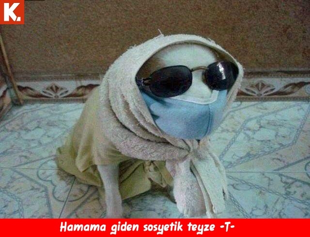 Bu hayvanlar ne konuşuyor? 24