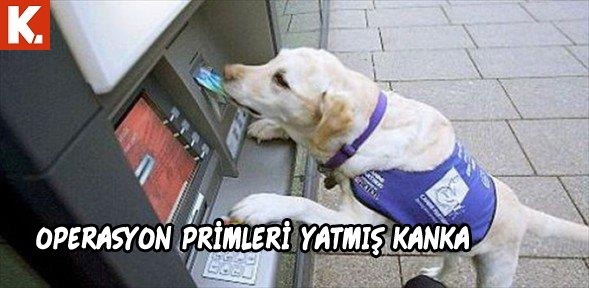 Bu hayvanlar ne konuşuyor? 2