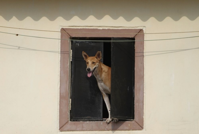 'Hindistan Baharı': Yüzbinler sokaklarda 9