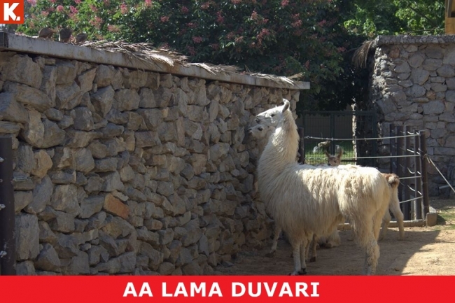 Arkadaşım espri yapınca ben 12