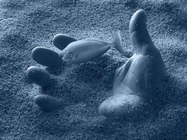 26 muhteşem balık fotoğrafı 5