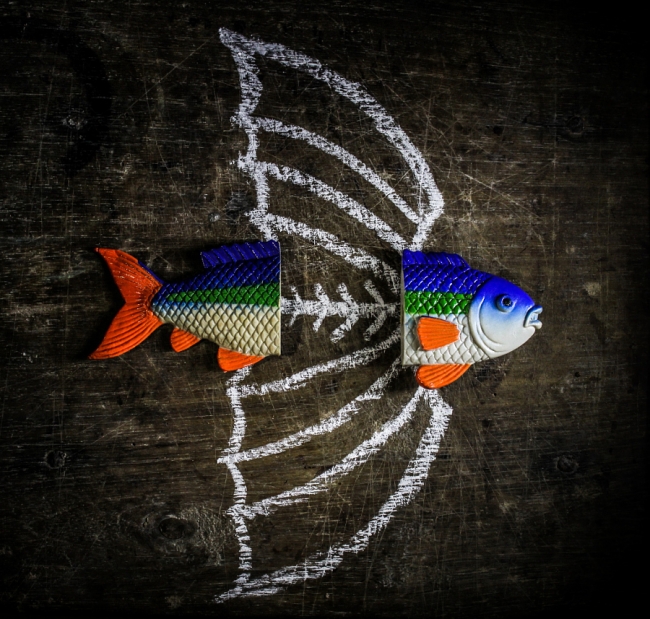 26 muhteşem balık fotoğrafı 18