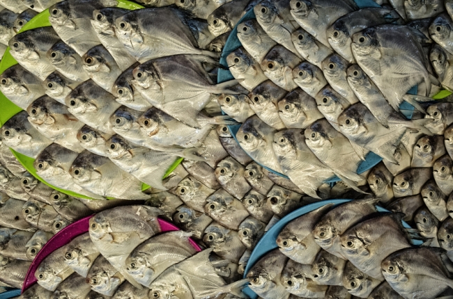 26 muhteşem balık fotoğrafı 19