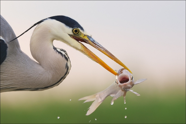 26 muhteşem balık fotoğrafı 26